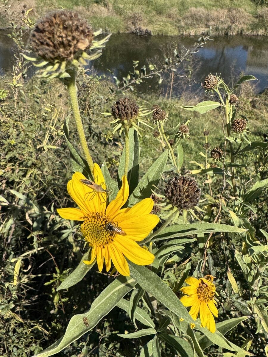 Helianthus maximilianii