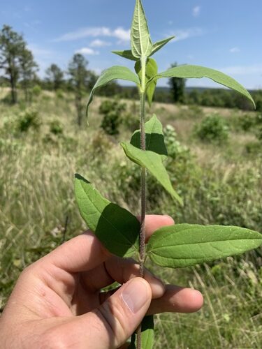 Helianthus pauciflorus (Stiff Sunflower) — photo