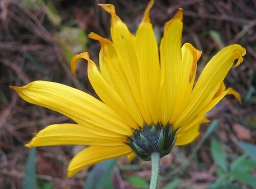 Helianthus pauciflorus (Stiff Sunflower) — photo
