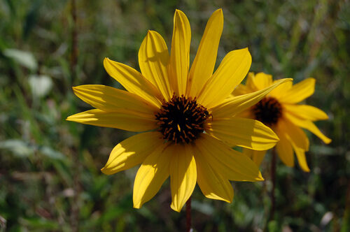Helianthus pauciflorus