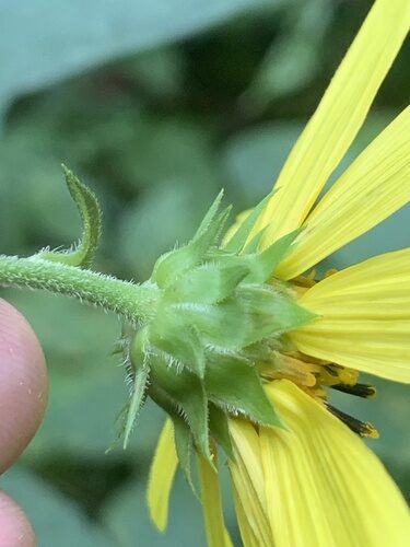 Helianthus strumosus (Paleleaf Woodland Sunflower) — photo
