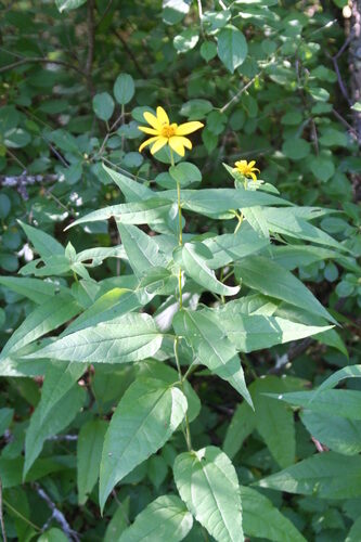 Helianthus strumosus (Paleleaf Woodland Sunflower) — photo