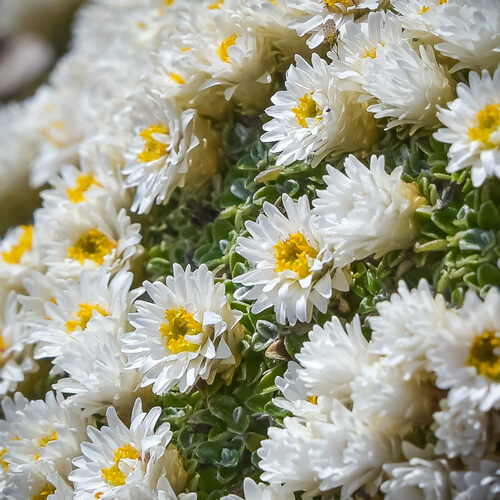 Helichrysum arenarium (Everlasting flower) — photo