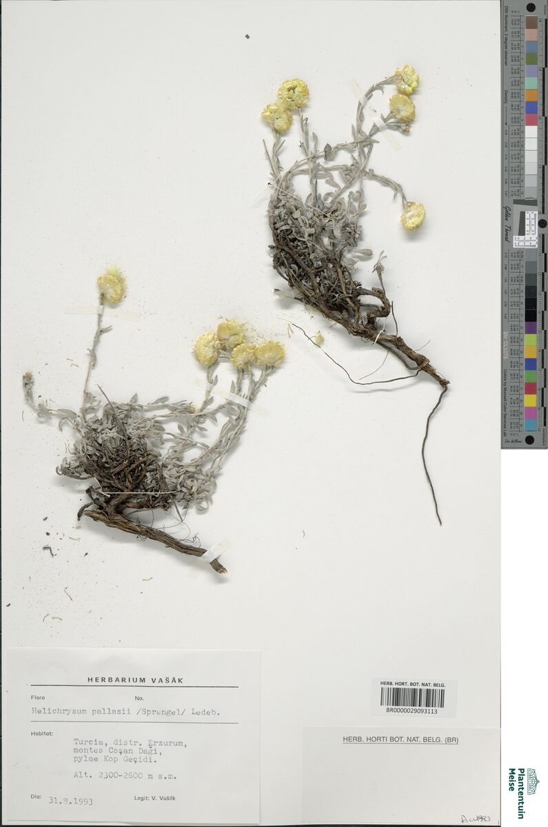 Helichrysum pallasii — photo