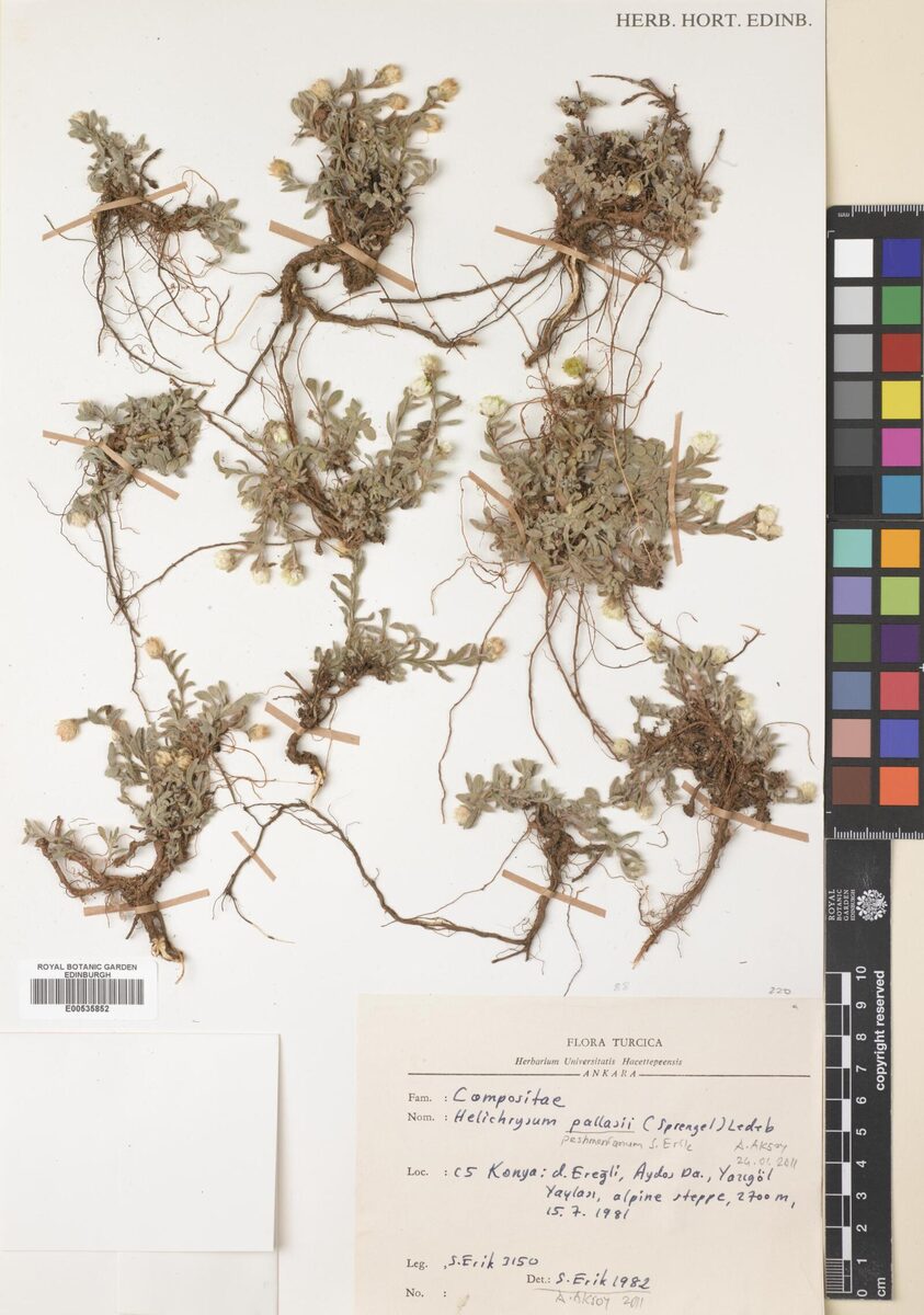 Helichrysum pallasii — photo