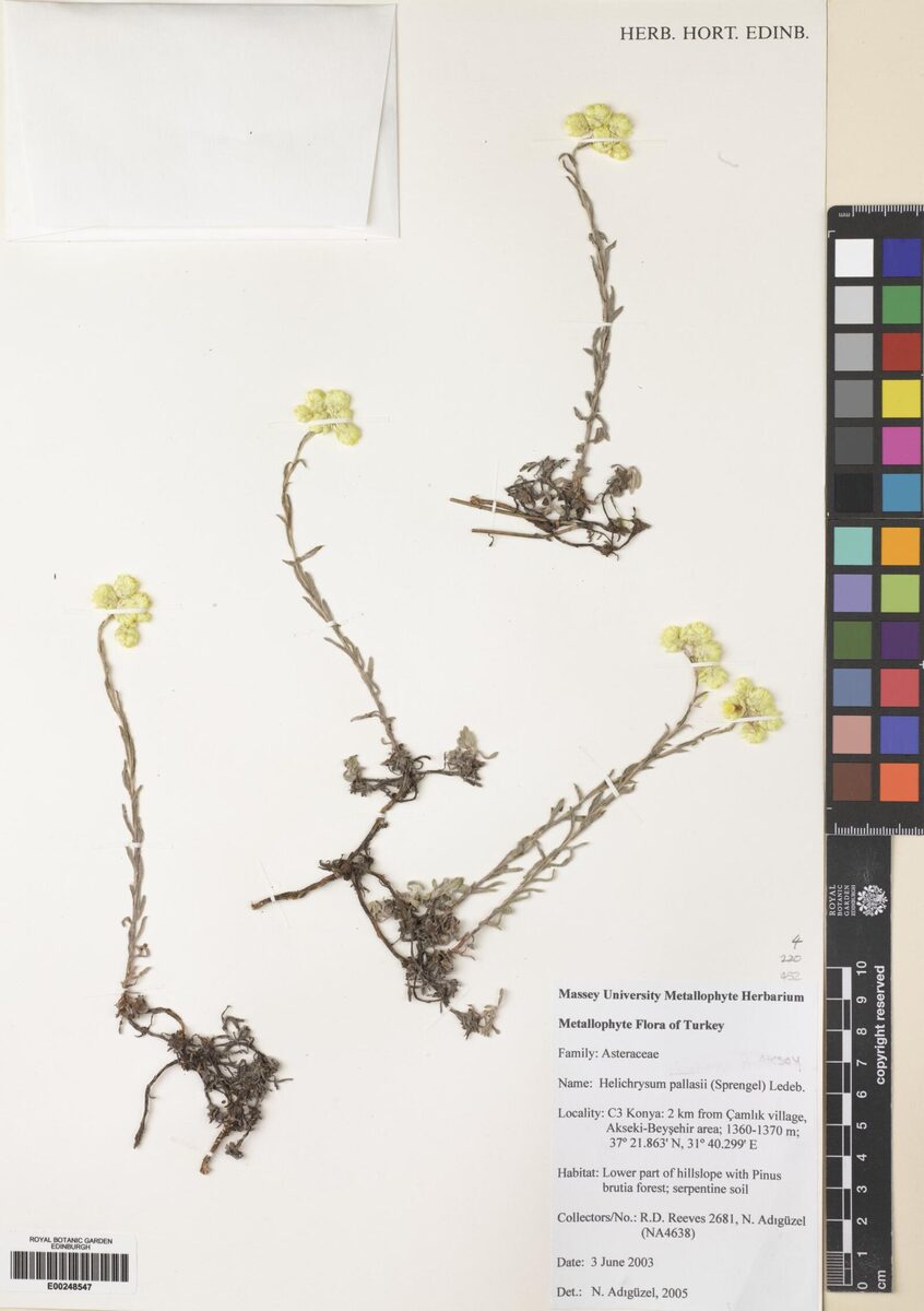 Helichrysum pallasii