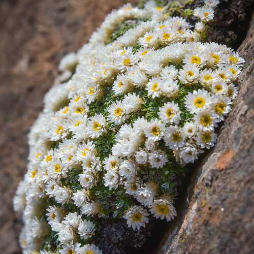 Helichrysum panduratum (Everlasting) — photo