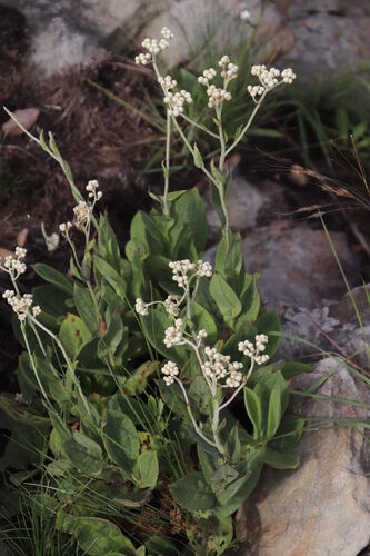 Helichrysum platypterum — photo