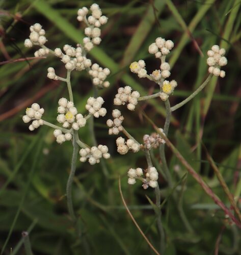 Helichrysum platypterum