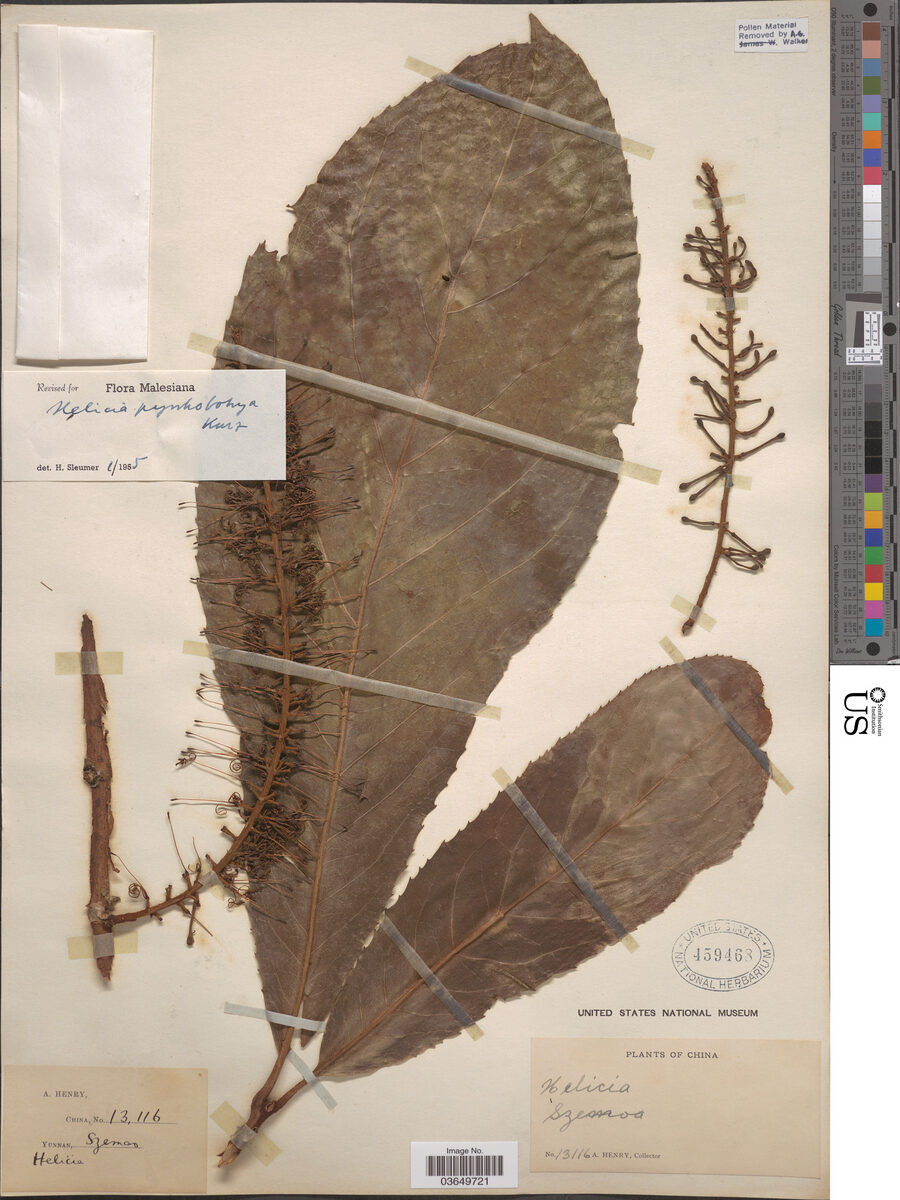 Helicia pyrrhobotrya — photo