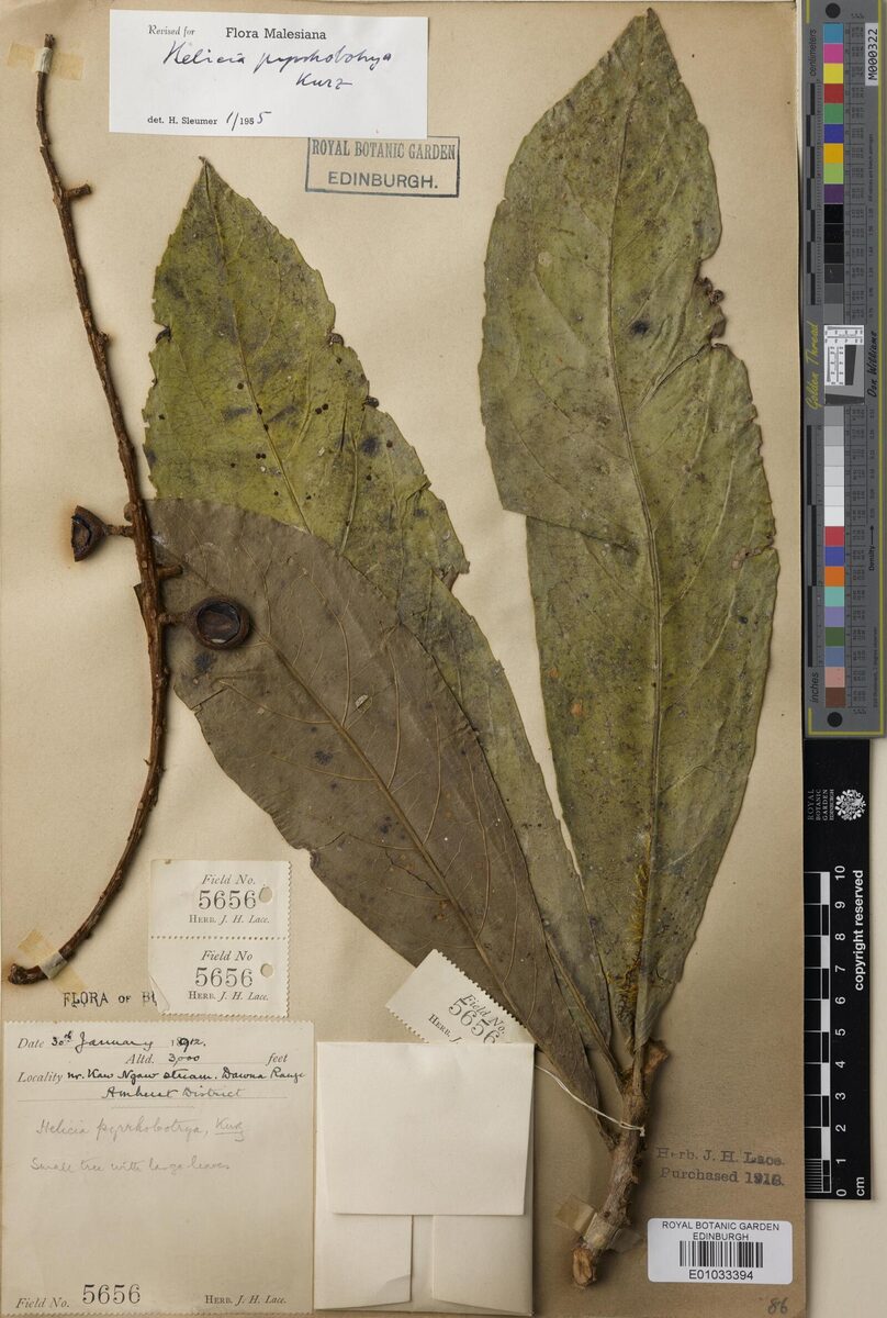 Helicia pyrrhobotrya — photo