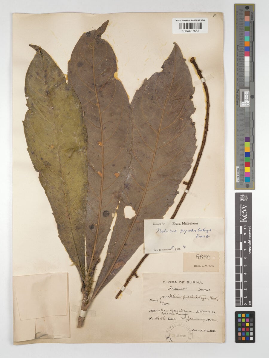 Helicia pyrrhobotrya