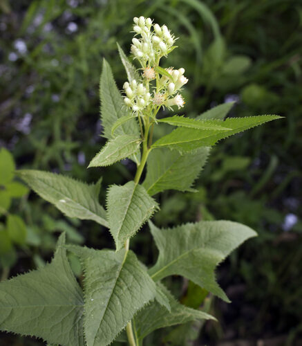 Heliconia bihai (False plantain) — photo