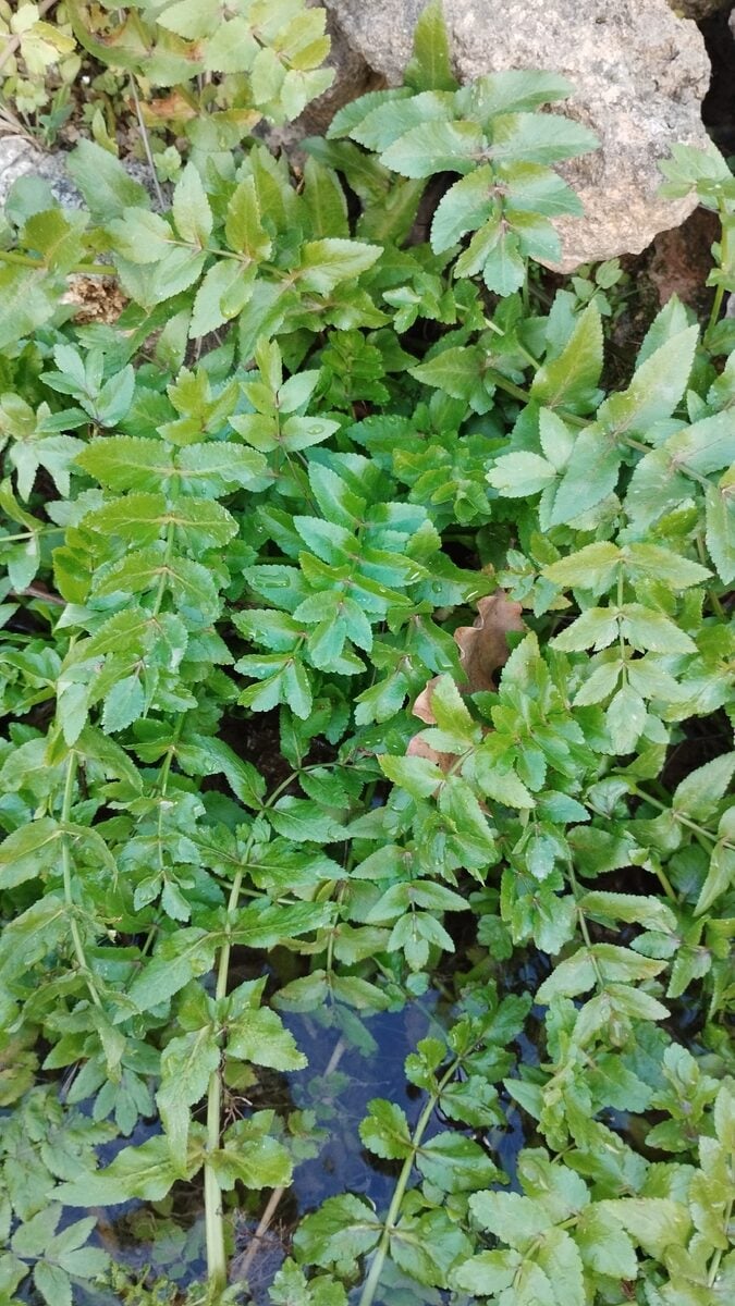 Helosciadium nodiflorum - (L.) W.D.J.Koch (Fool's-water-cress) — photo