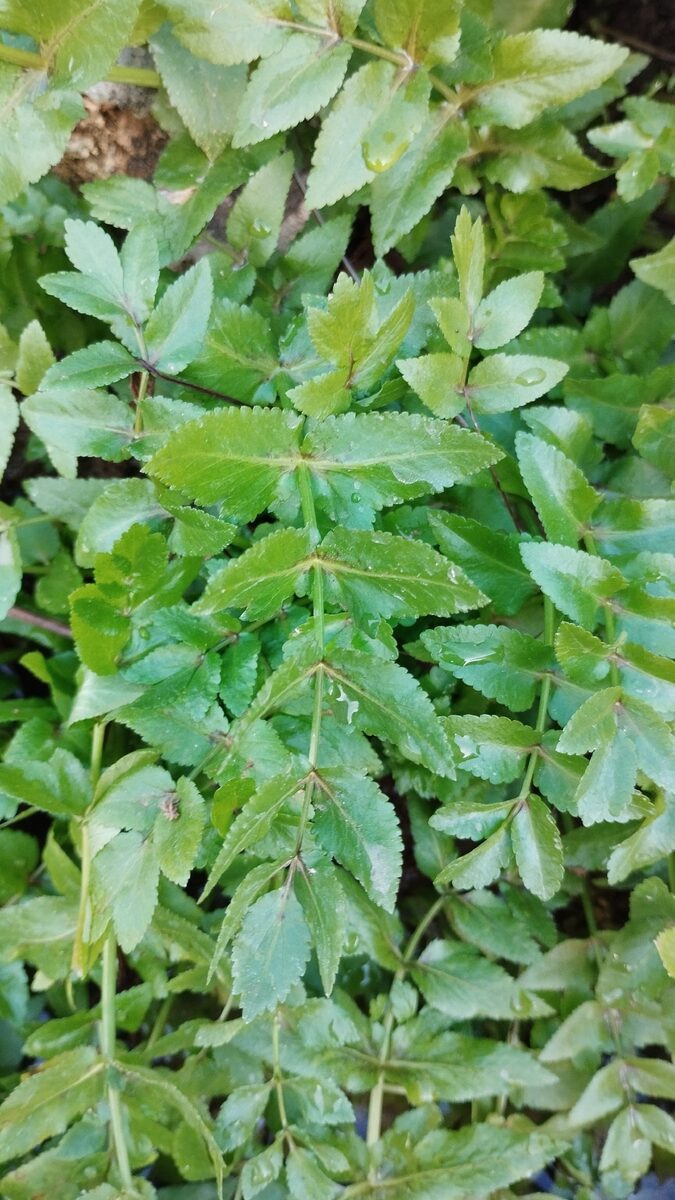 Helosciadium nodiflorum - (L.) W.D.J.Koch (Fool's-water-cress) — photo