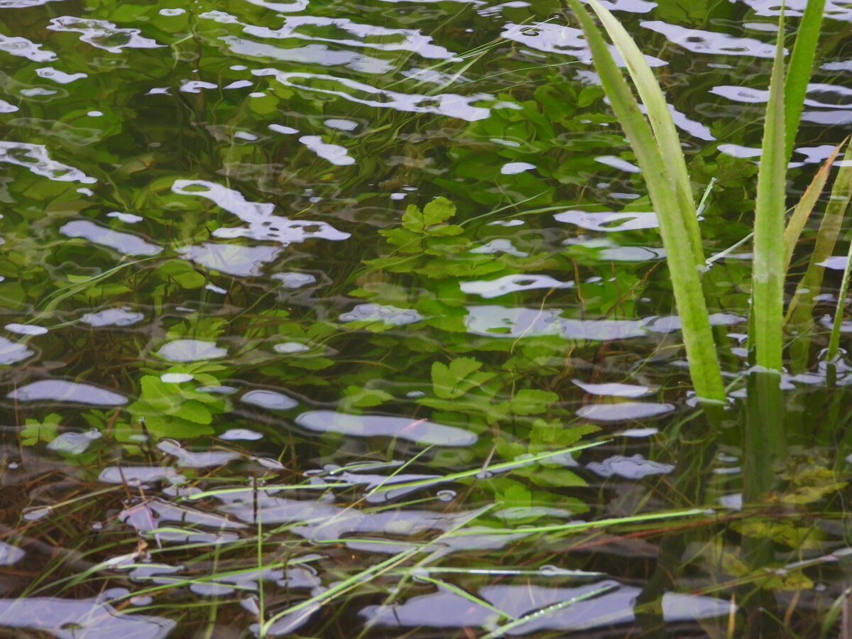 Helosciadium nodiflorum - (L.) W.D.J.Koch