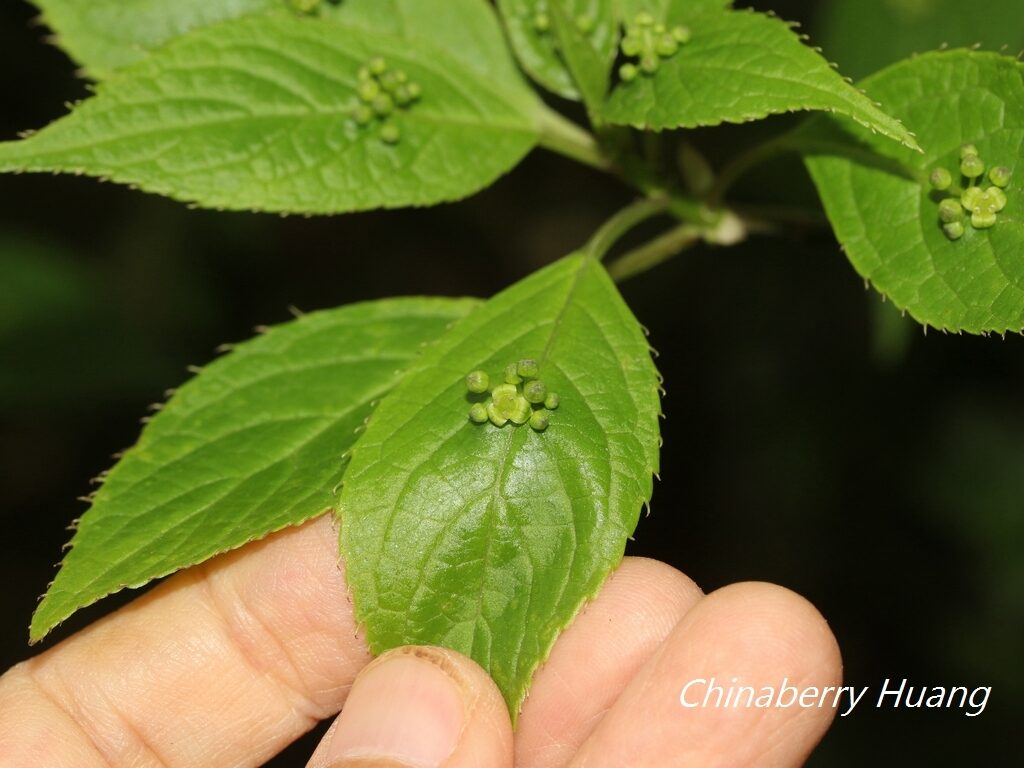 Helwingia japonica subsp. liukiuensis — photo