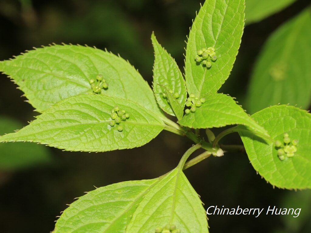 Helwingia japonica subsp. liukiuensis — photo