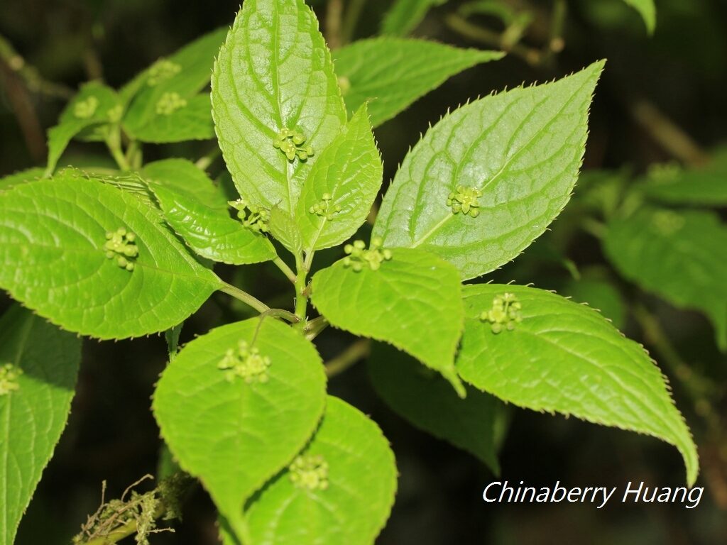 Helwingia japonica subsp. liukiuensis
