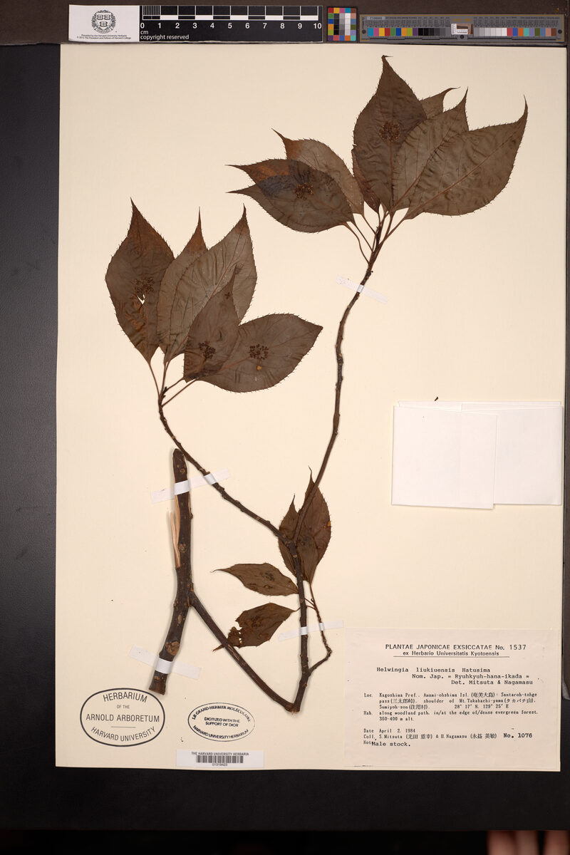 Helwingia liukiuensis — photo