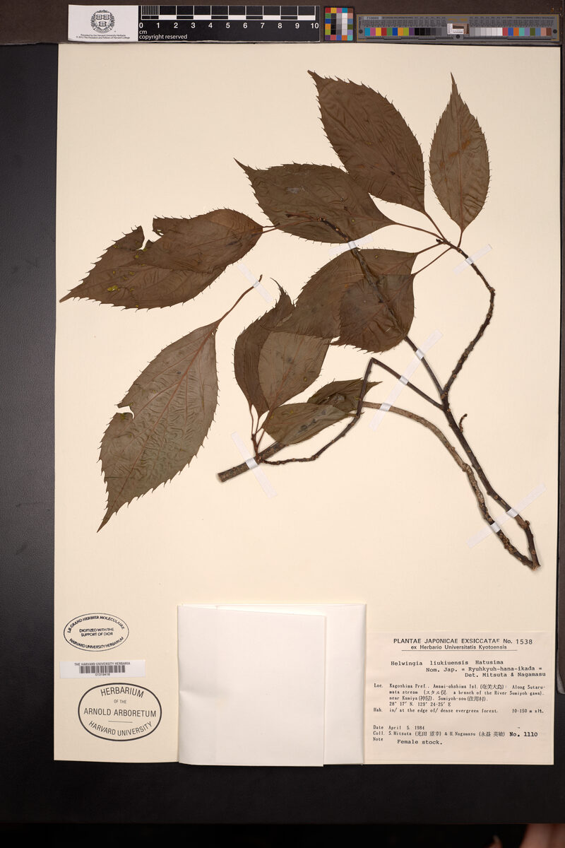 Helwingia liukiuensis