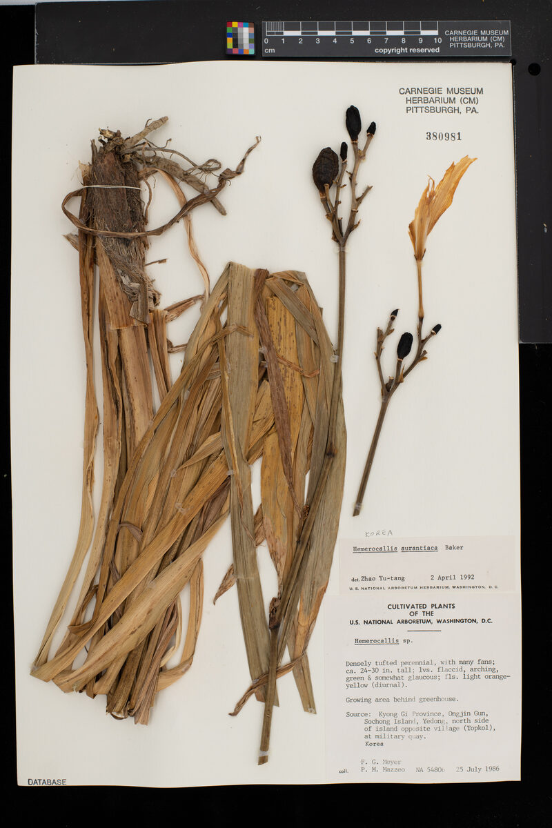Hemerocallis aurantiaca — photo