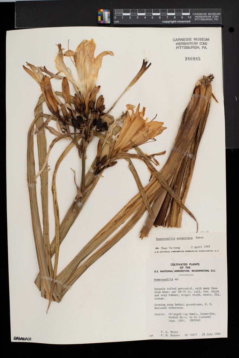 Hemerocallis aurantiaca — photo