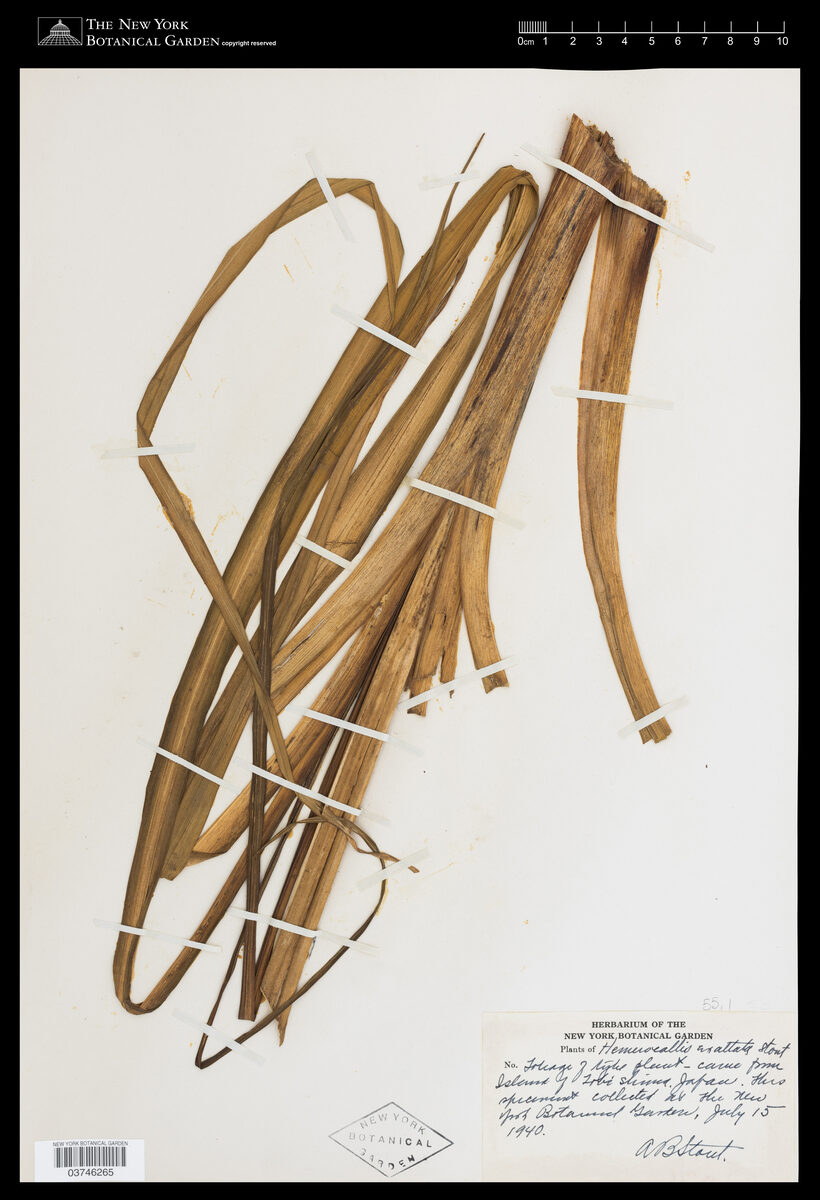 Hemerocallis exaltata — photo