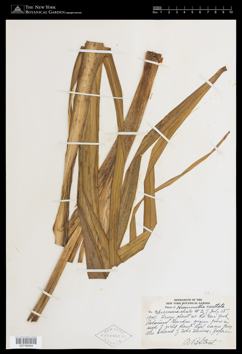 Hemerocallis exaltata — photo