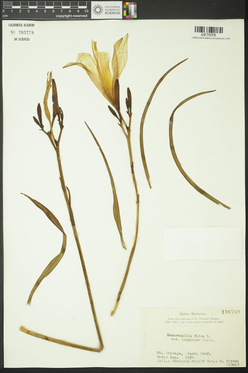 Hemerocallis fulva longituba - (Miq.)Maxim. — photo