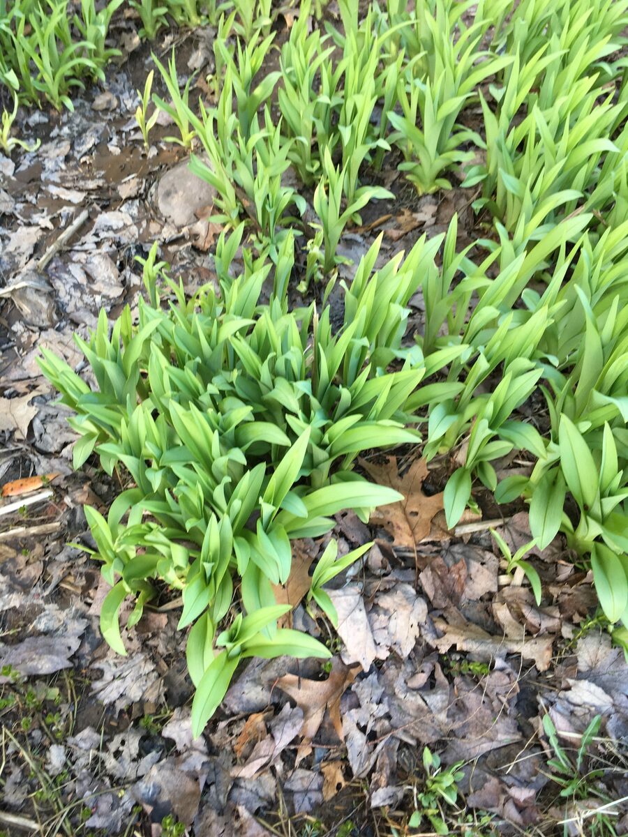 Hemerocallis fulva var. aurantiaca (Golden summer daylily) — photo