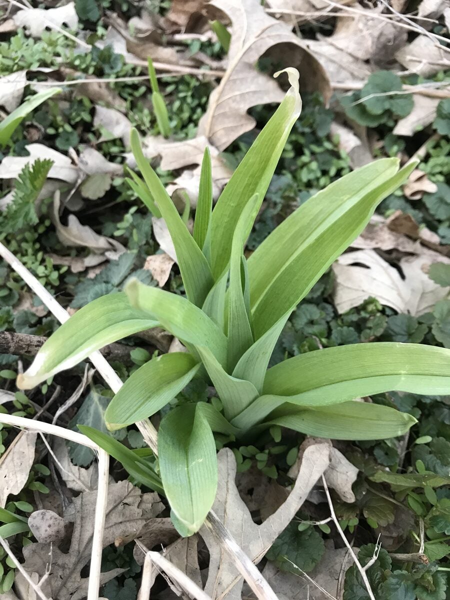 Hemerocallis fulva var. aurantiaca