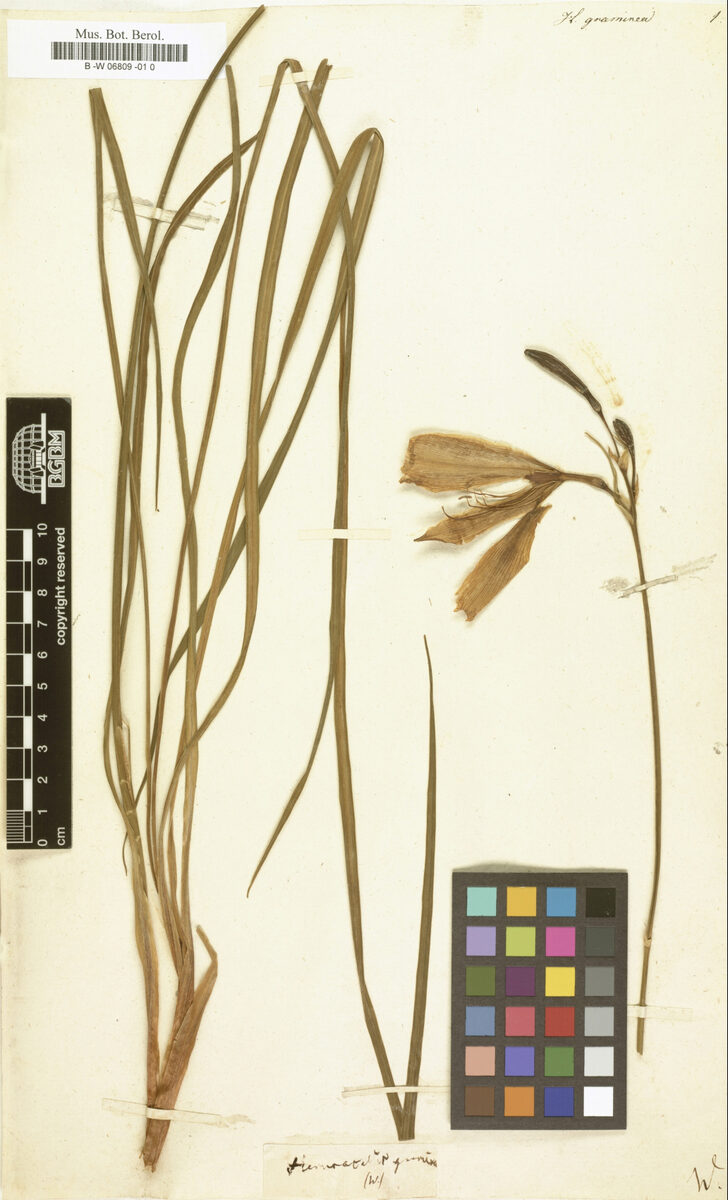 Hemerocallis graminea