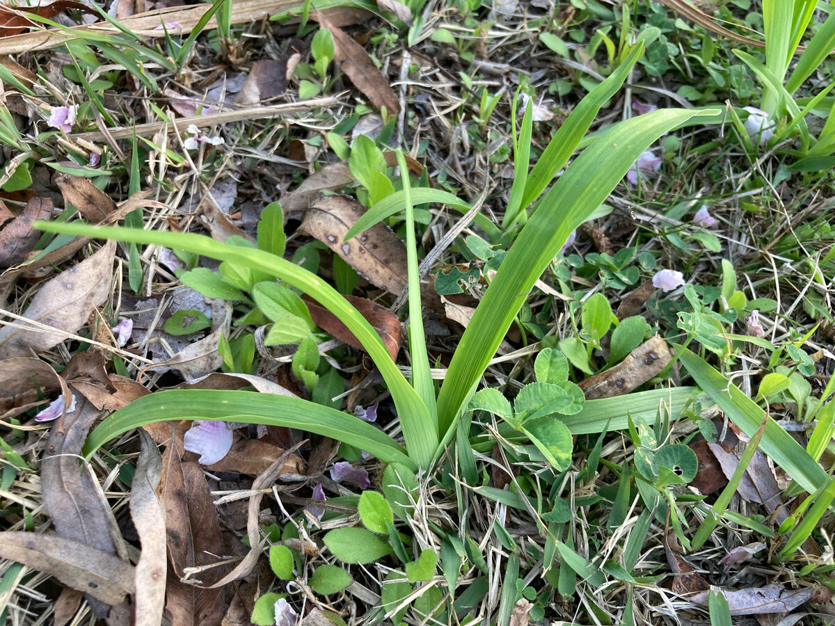 Hemerocallis hakunensis — photo