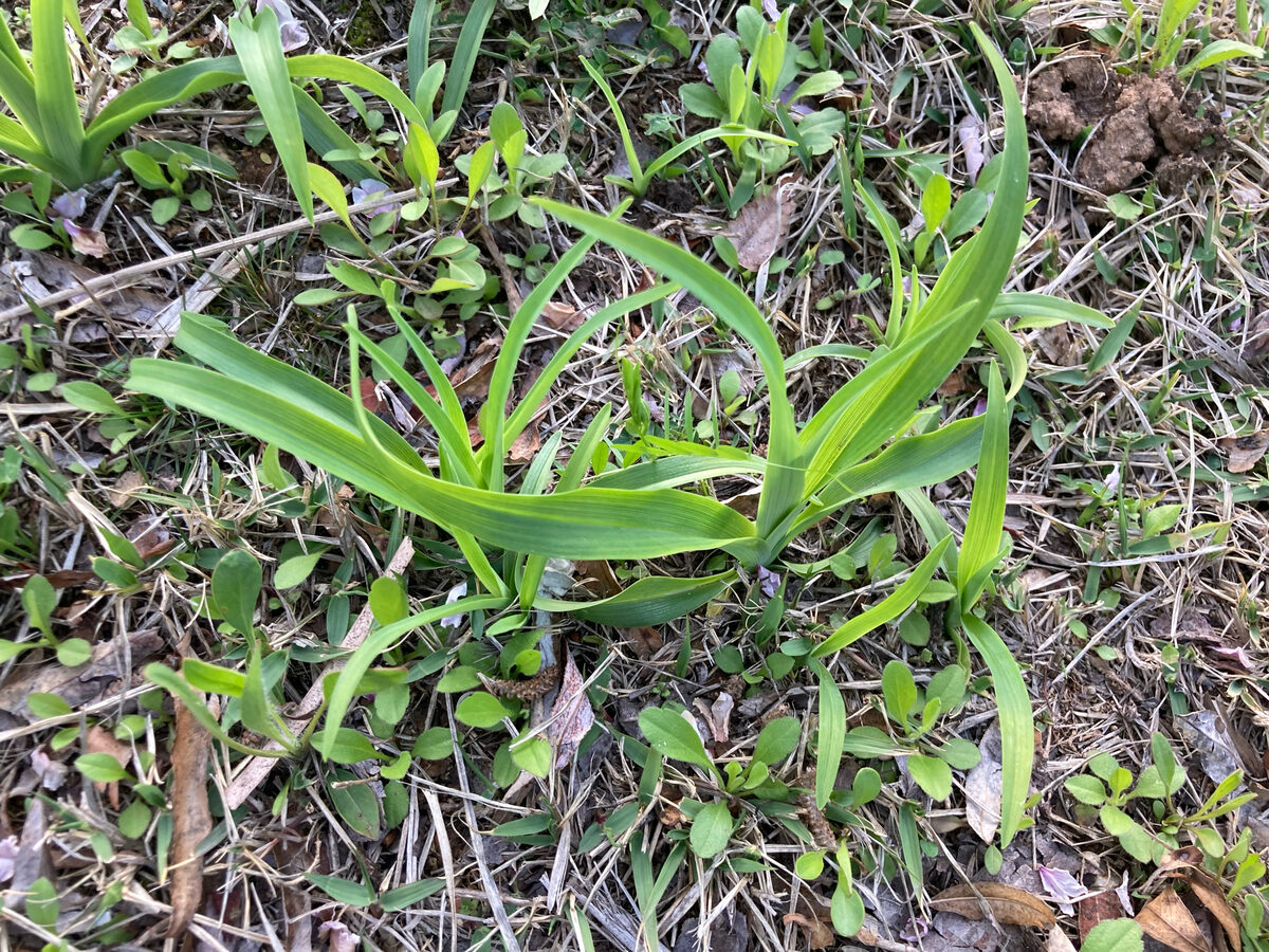 Hemerocallis hakunensis