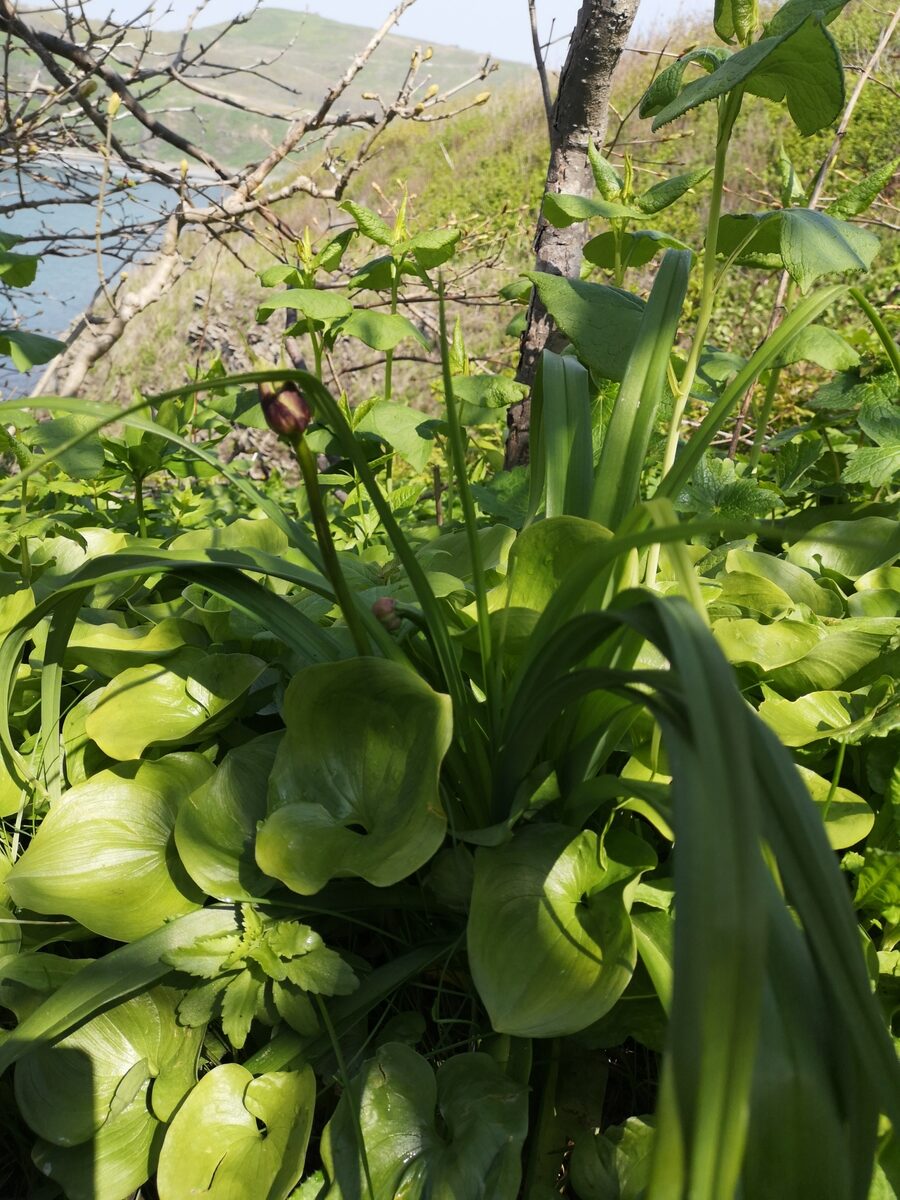 Hemerocallis middendorffii (Da bao xuan cao) — photo