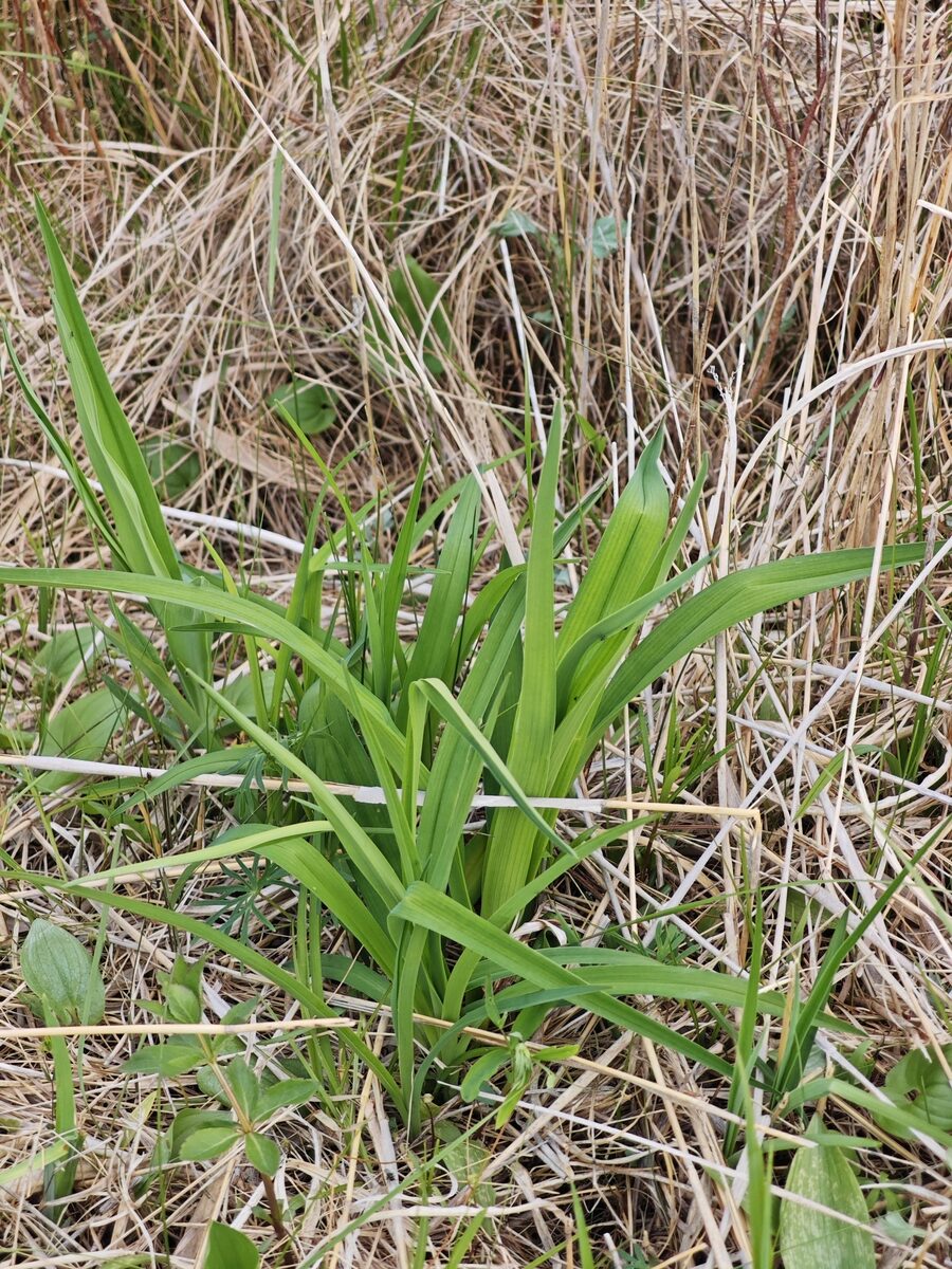 Hemerocallis middendorffii esculenta - (Koidz.)Ohwi. — photo