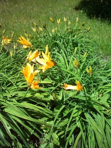Hemerocallis middendorffii