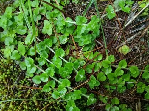 Hemiphragma heterophyllum — photo