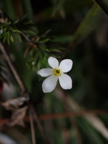 Hemiphragma heterophyllum — photo