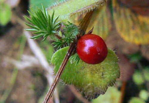 Hemiphragma heterophyllum