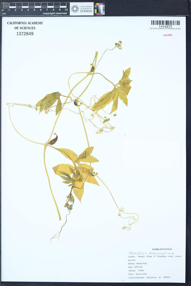 Hemsleya macrosperma