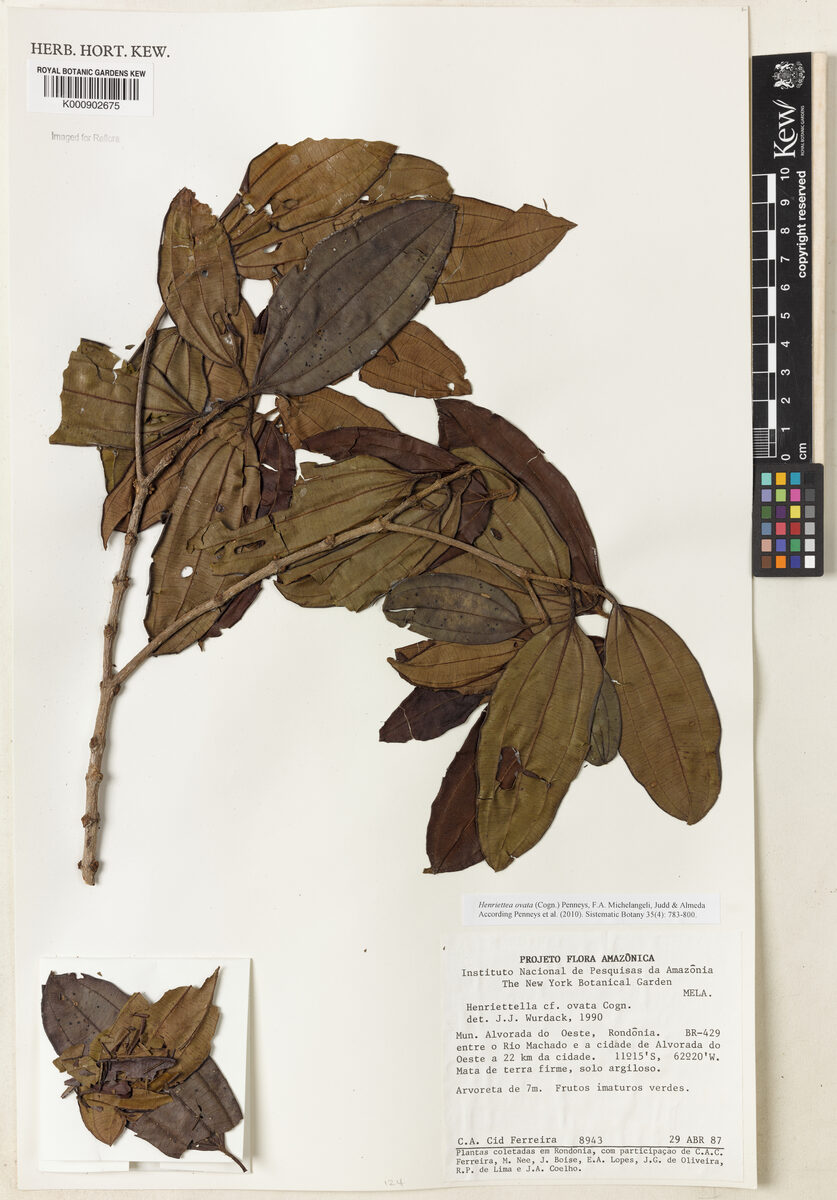 Henriettella ovata (Ovate henriettella) — photo