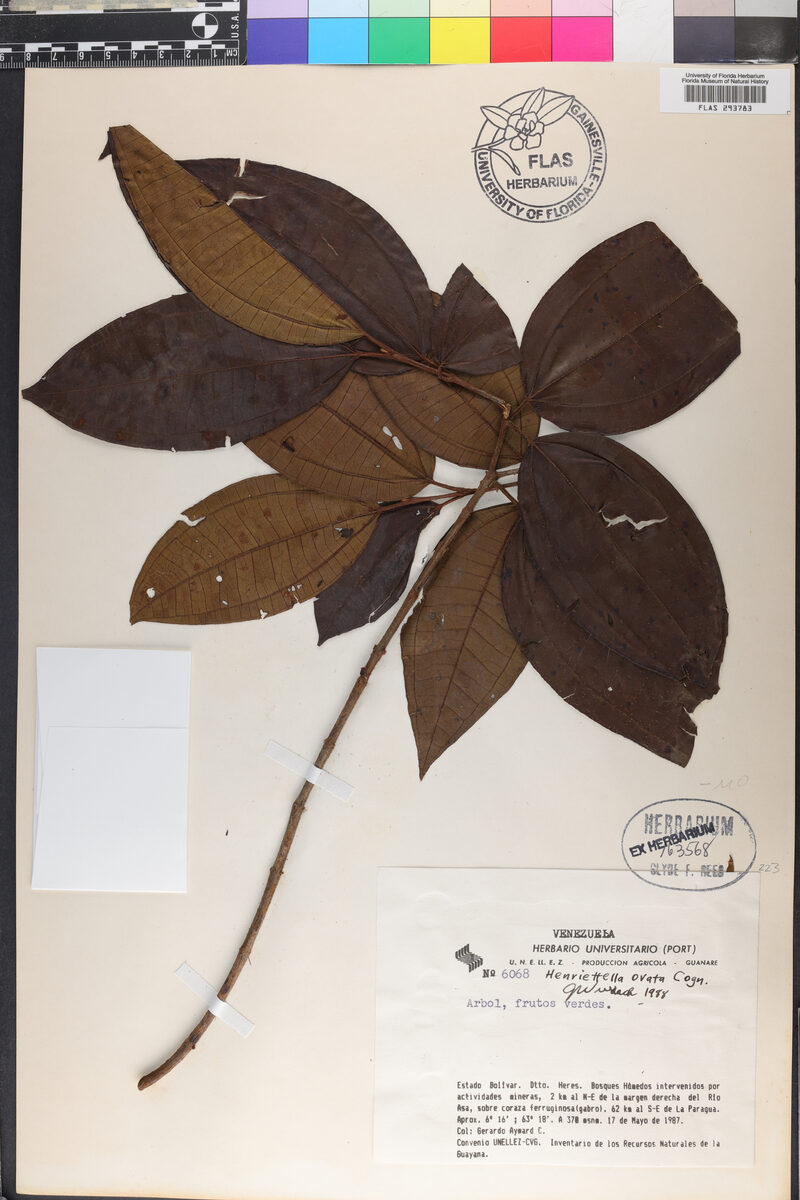 Henriettella ovata (Ovate henriettella) — photo