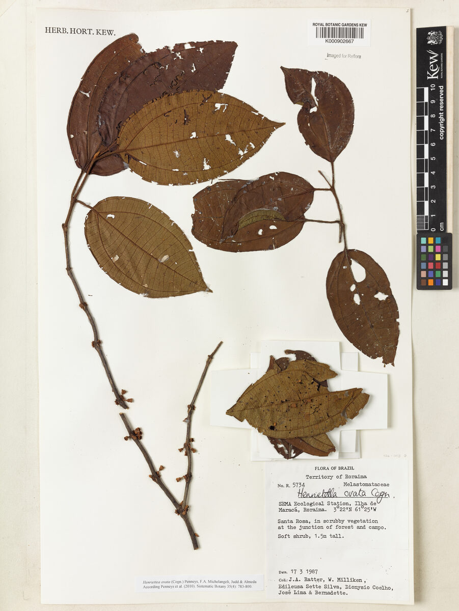 Henriettella ovata