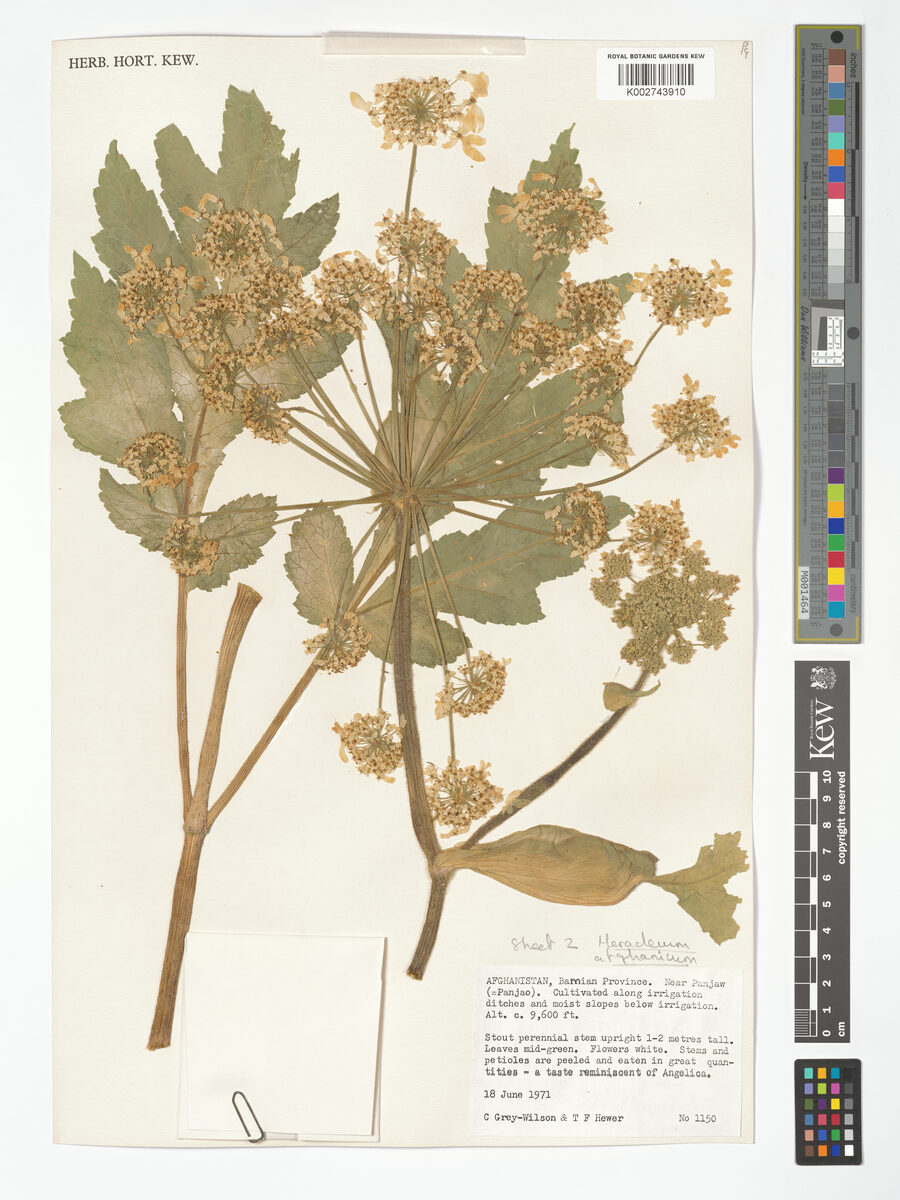 Heracleum afghanicum — photo