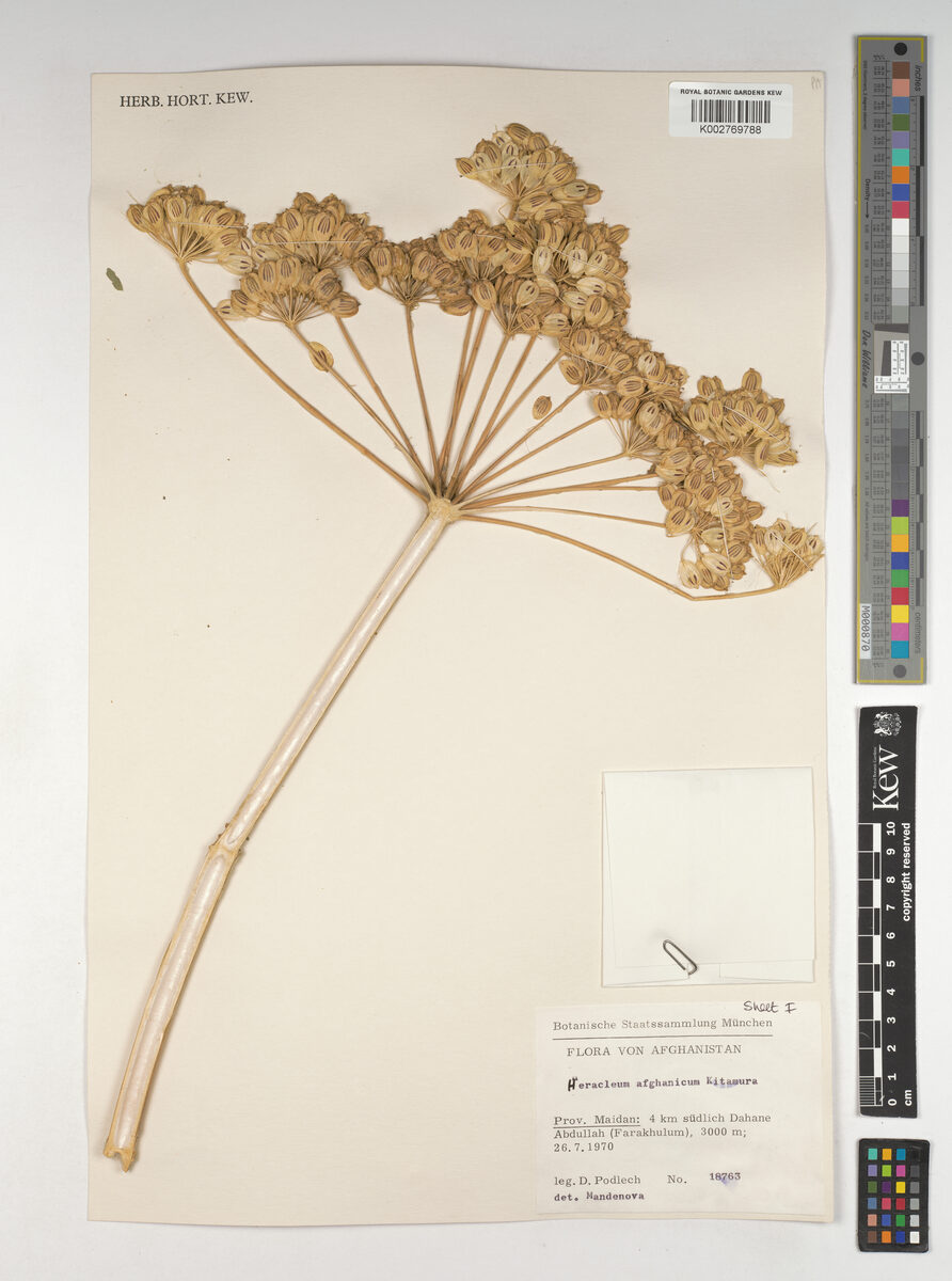 Heracleum afghanicum — photo