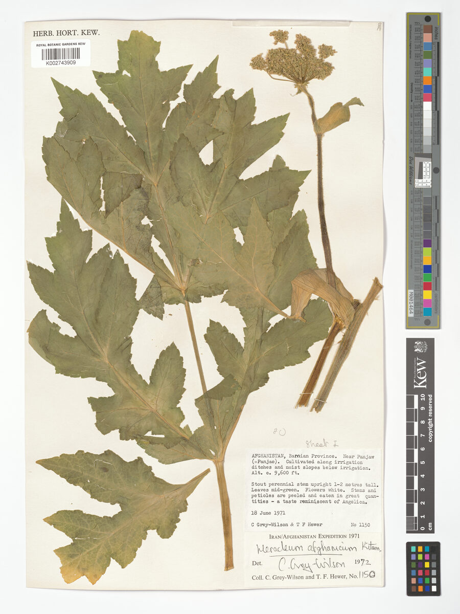 Heracleum afghanicum