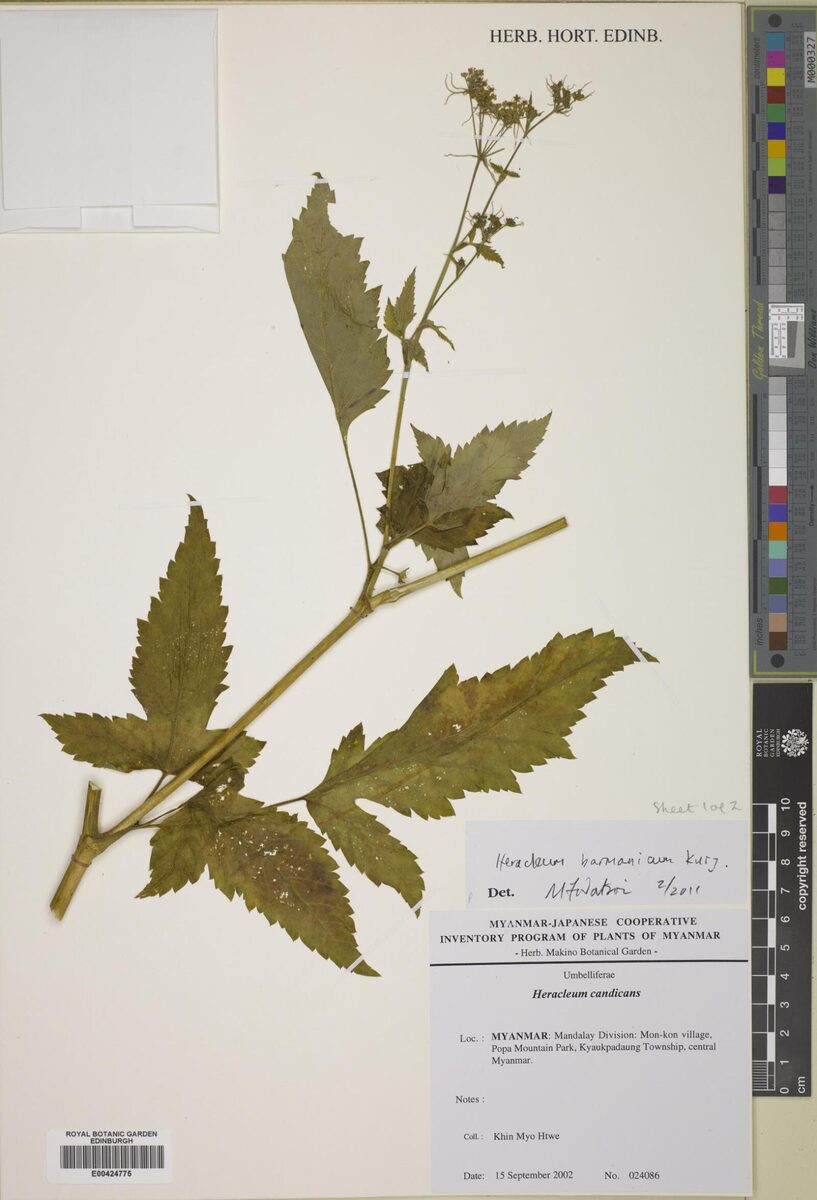 Heracleum barmanicum (Burmain cow-parsley) — photo