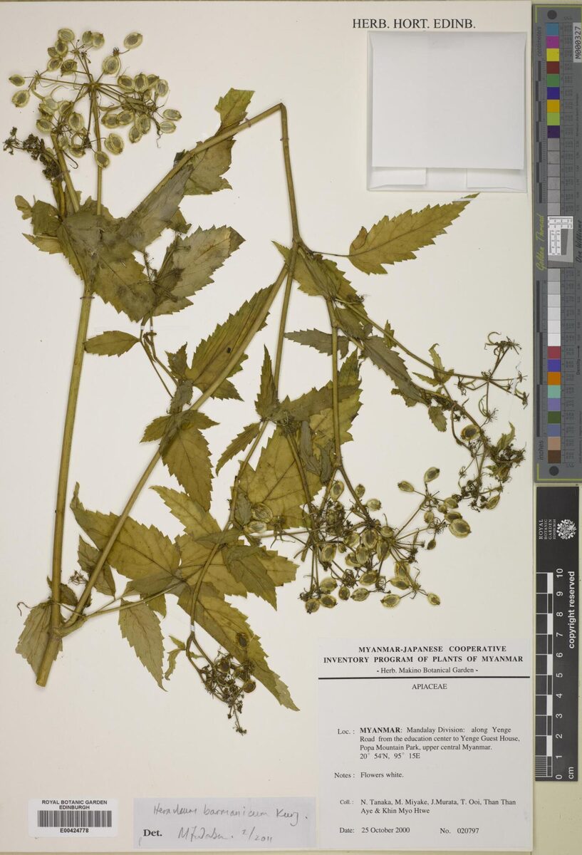 Heracleum barmanicum (Burmain cow-parsley) — photo